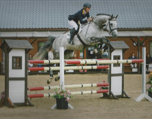 Bavarian Warmblood Horses